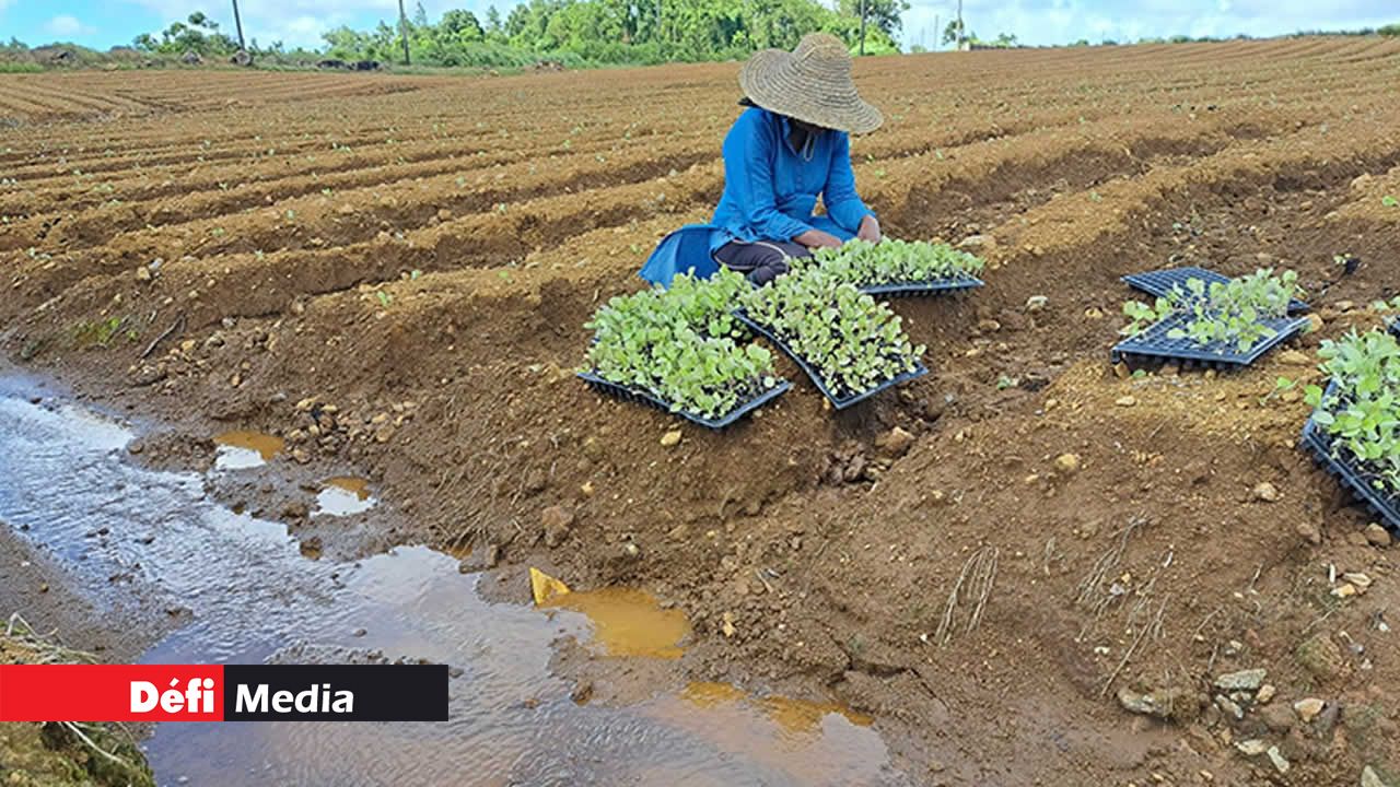 Nettoyage, rebinage et semage dans le champ agricole d’Arvin Fagoonee à La Brasserie.