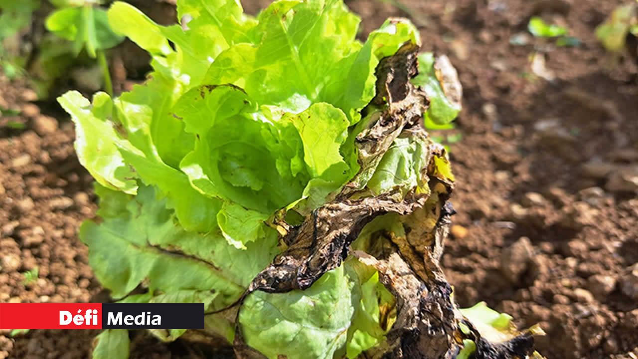 Après le nettoyage et le rebinage de la terre, l’agriculteur Chetan Ramful remettra en terre les semences. Il a perdu plus d’un millier de laitues en raison des pluies torrentielles.