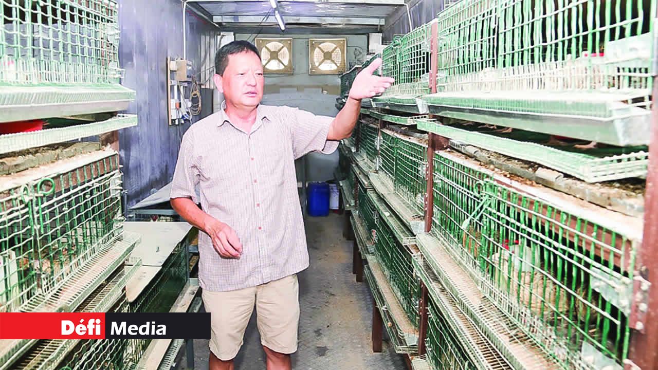Gérard explique comment il a construit les cages. L’élevage de cailles