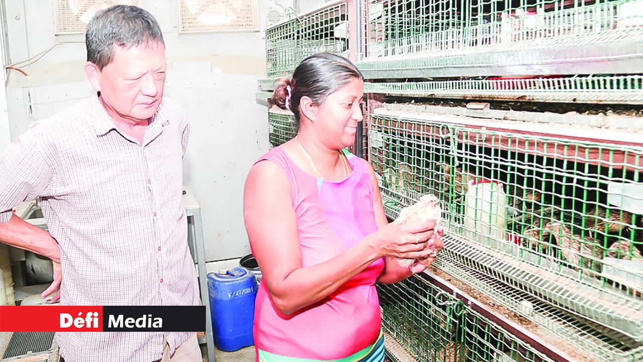 C’est avec l’aide de sa secrétaire Kevina Chokupermal qu’ils identifient le sexe des cailles. L’élevage de cailles