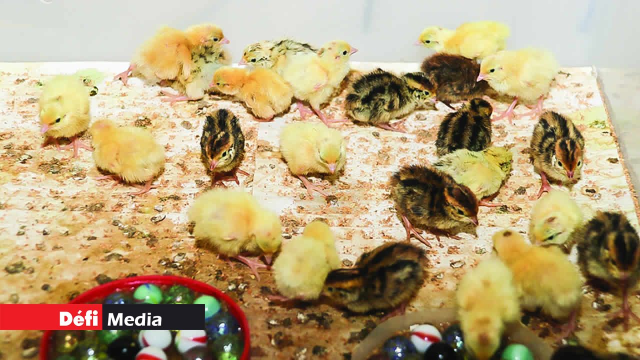 Des cailleteaux qui viennent d’éclorent. L’élevage de cailles