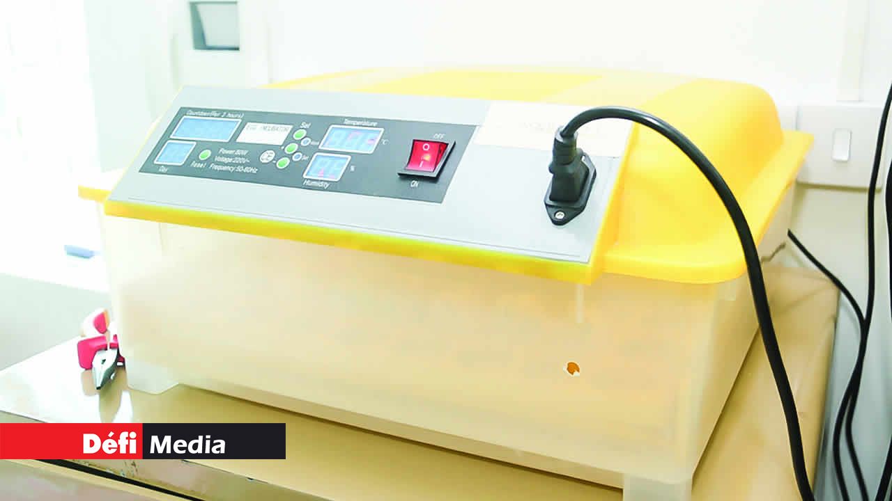 Les incubateurs disponibles chez Gérard L’élevage de cailles