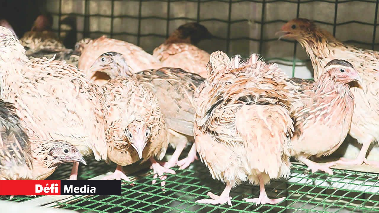 Cailles sur pattes et fraîches sont en vente également L’élevage de cailles