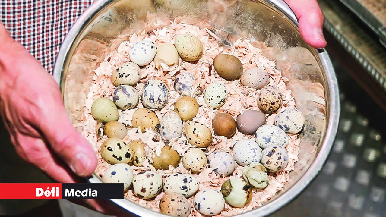 L’élevage de cailles