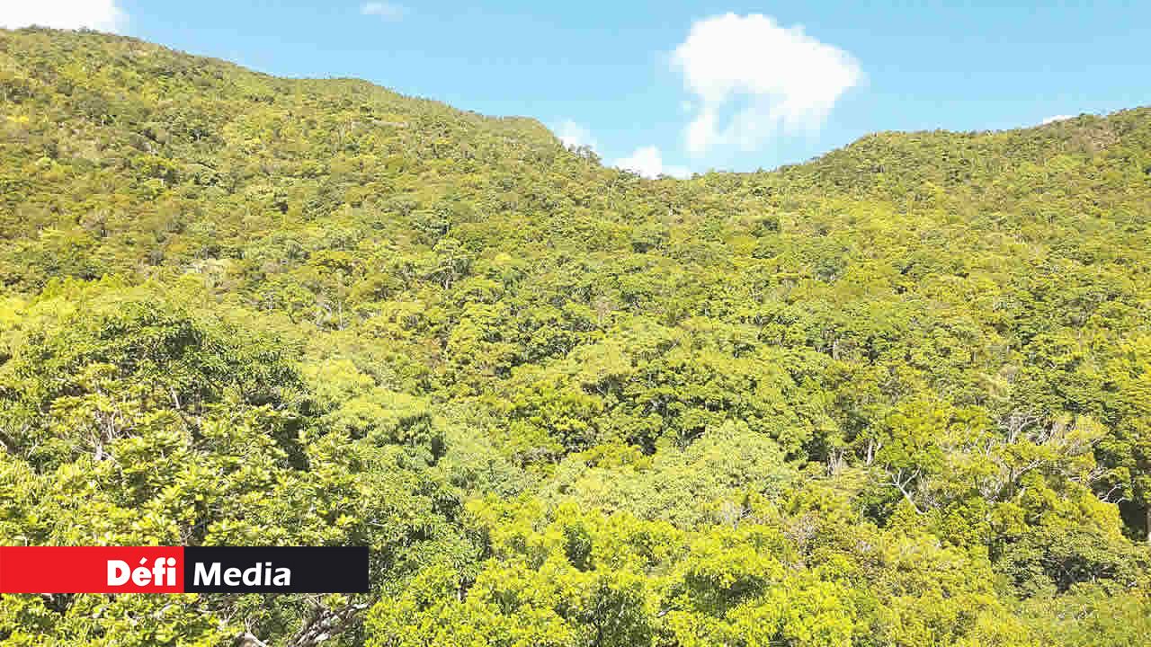 Altitude des Mascareignes, la forêt de Magenta.