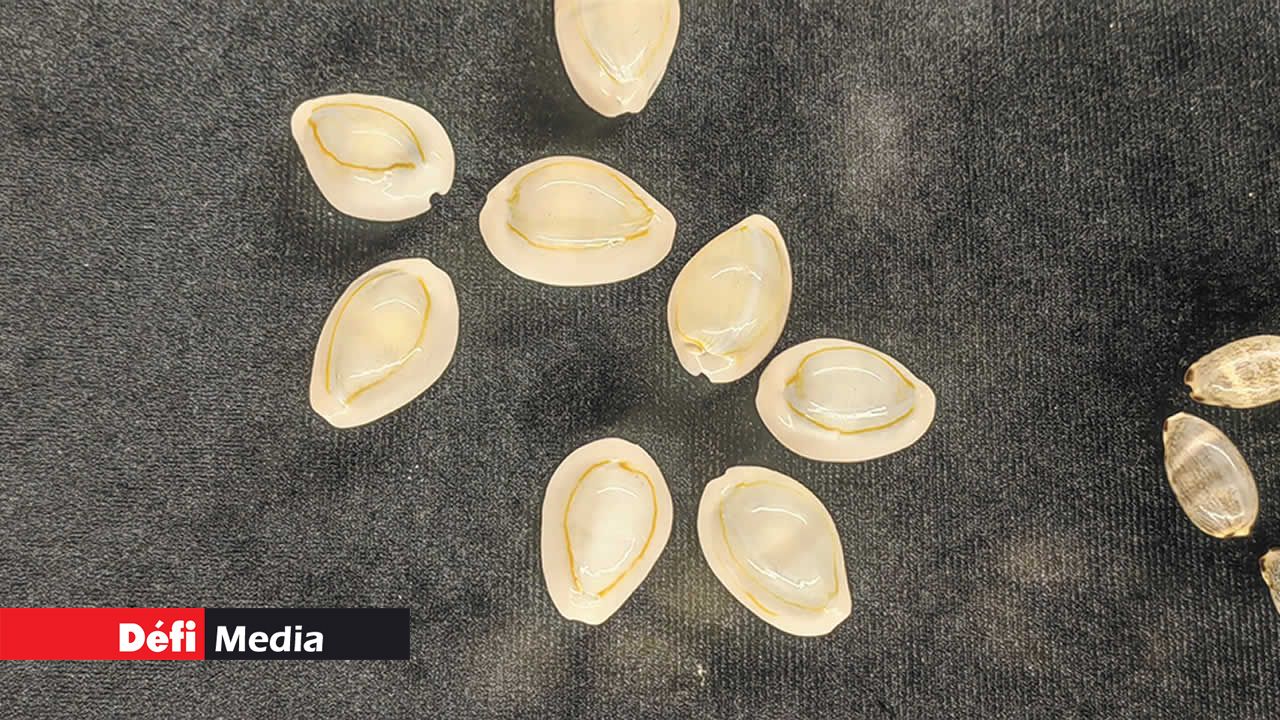 La Porcelaine à anneau d’or (Monetaria annulus) est un coquillage courant de la famille des Cypraeidae. Comme le cauri, il a été utilisé comme monnaie et ornement en Asie et en Afrique depuis la préhistoire.