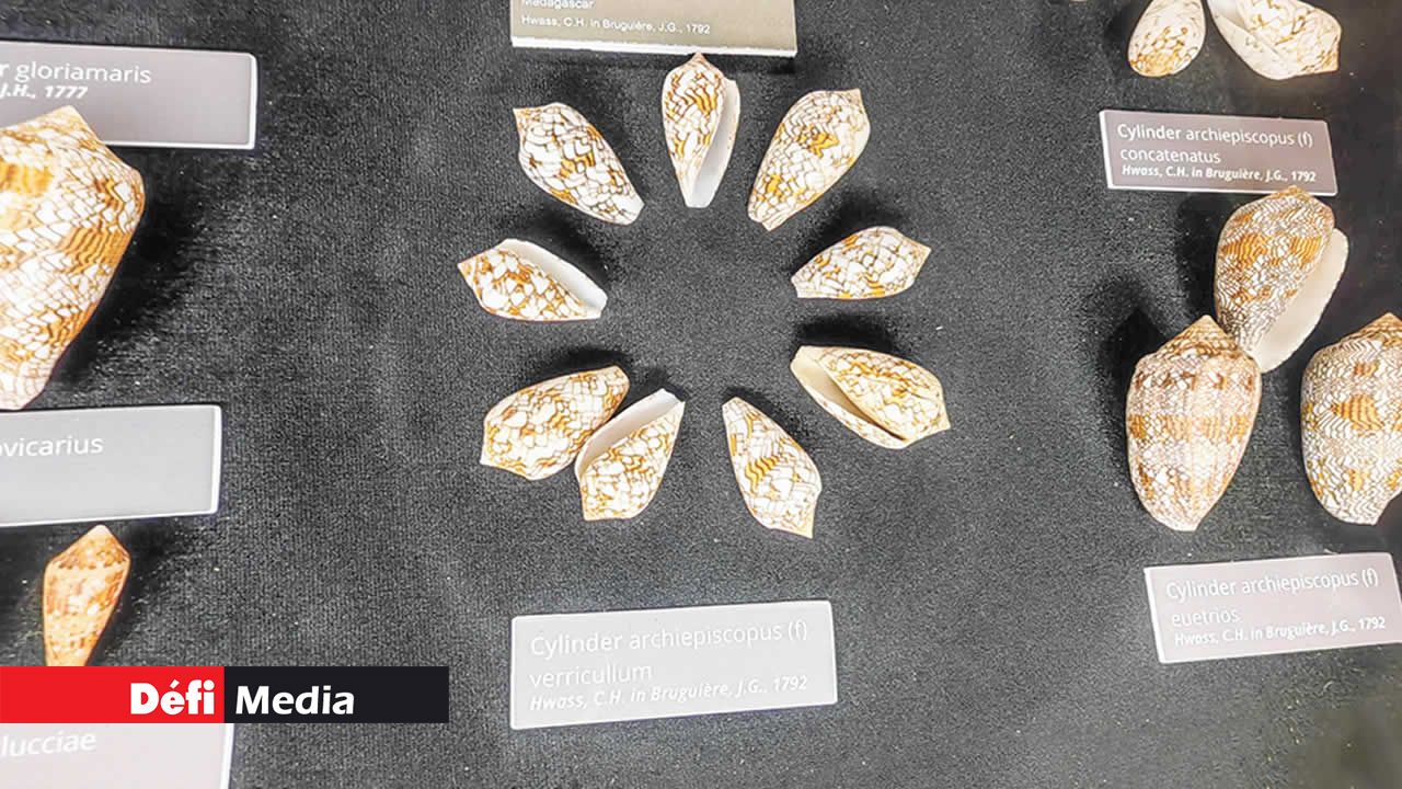 Cylinder archiepiscopus est un mollusque marin de la famille des Conidae. Comme d’autres dans le genre Conus, ils sont venimeux. Faites attention en les manipulant.