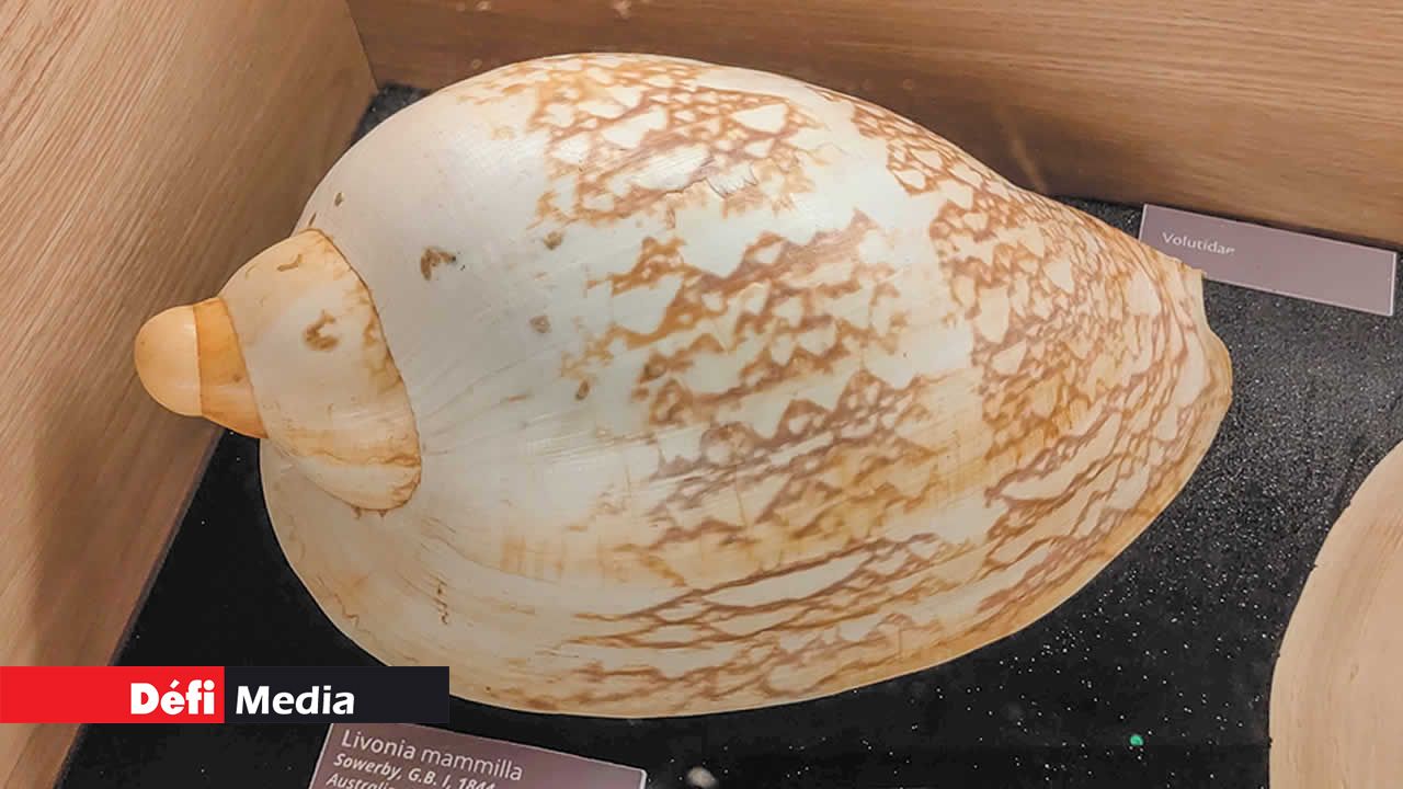 Livonia mammilla, aussi appelée faux melon, est un escargot marin. Sa coquille mesure de 100 à 303 millimètres. Elle a un sommet gonflé, des tours lisses et arrondis, et des motifs bruns en zigzag sur le dernier tour.