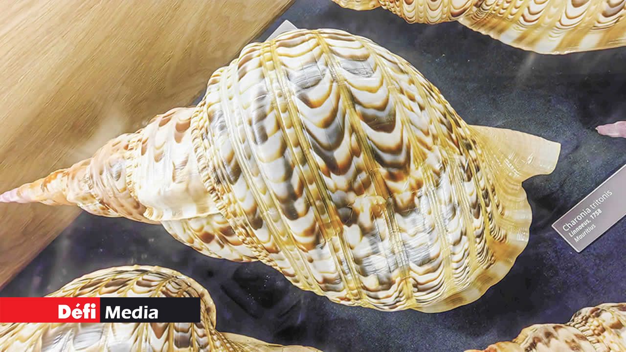 Le Triton géant (Charonia tritonis) est un gros mollusque avec une coquille en forme de trompe. Autrefois, elle servait de trompette aux dieux marins et aux marins. C’est l’un des gastéropodes marins les plus célèbres et reconnaissables.