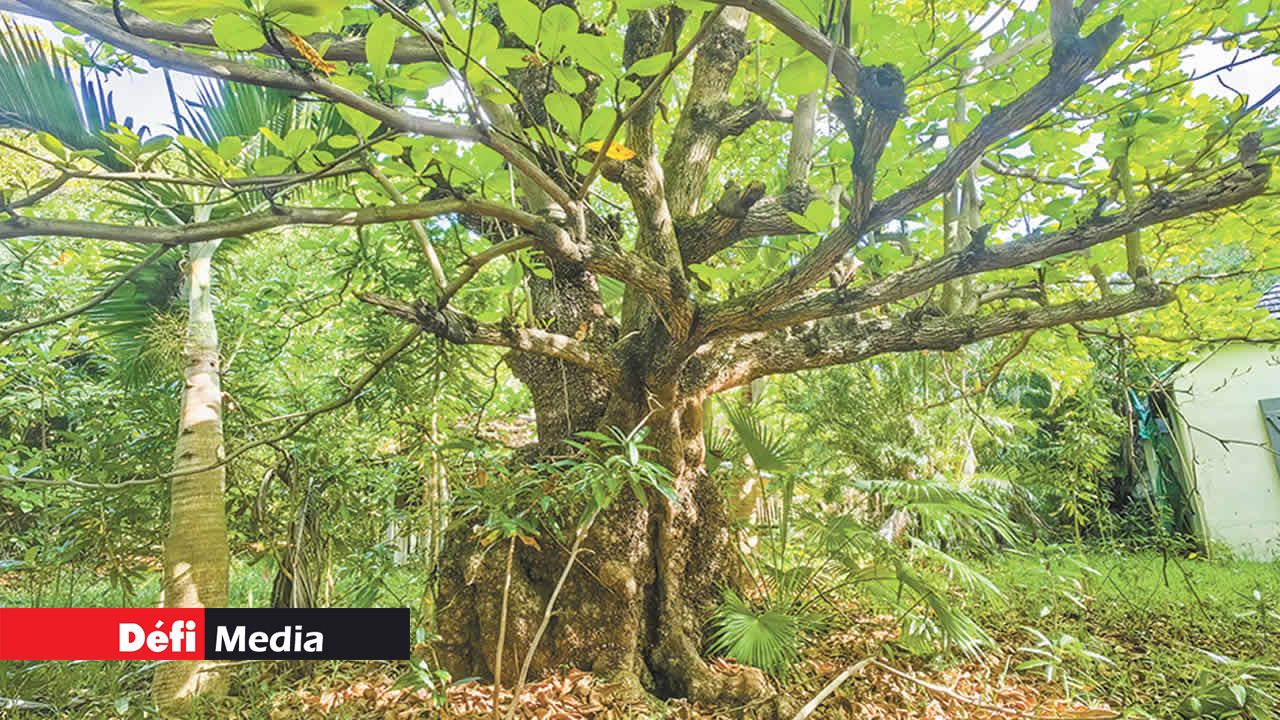 Avec l’abandon des lieux, cet arbre au milieu de la cour a pris toute la place avec ses branches et ses feuilles.