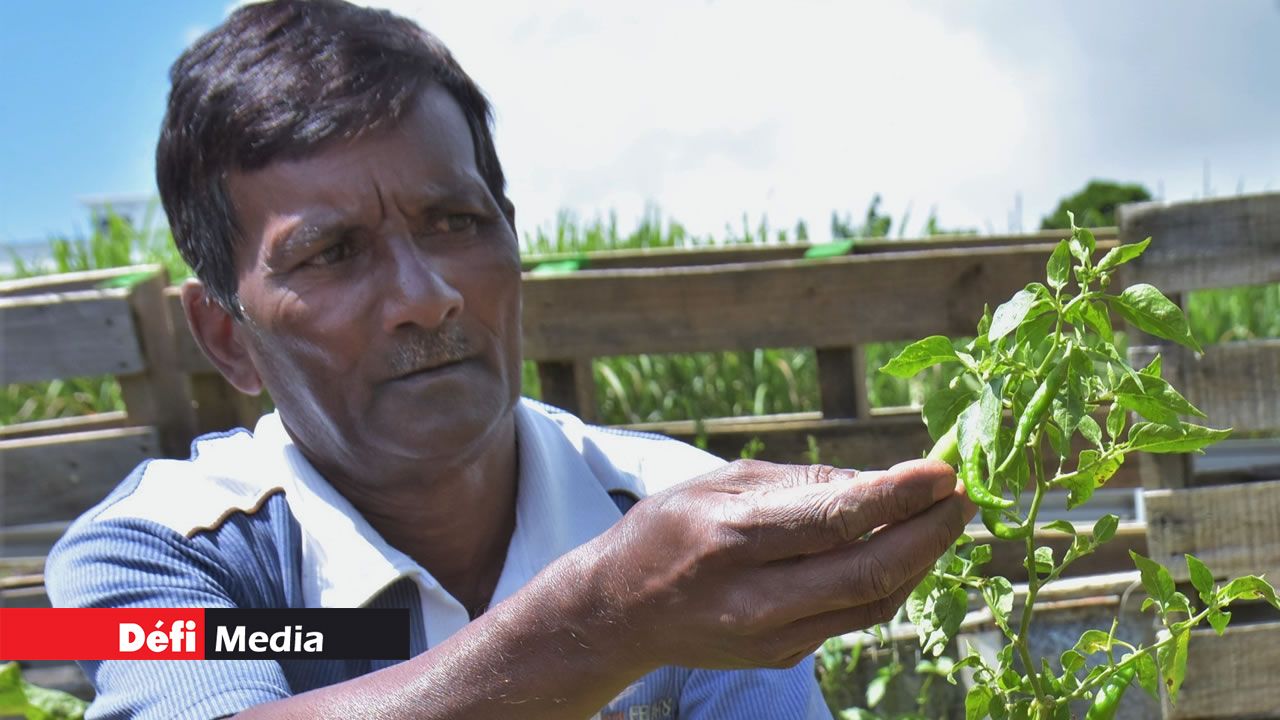 Les planteurs peinent à s’en sortir : l’impact est considérable pour leurs légumes.