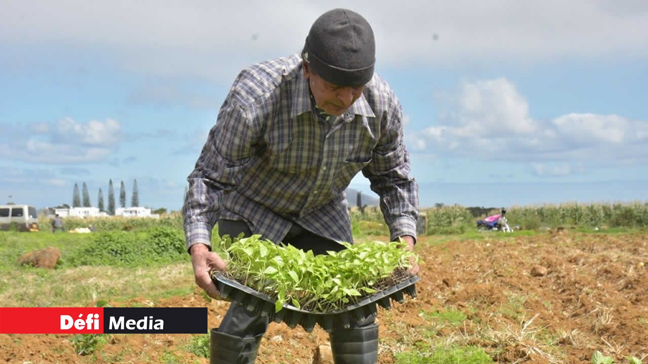 Rashid Ghunahoo, planteur de Côte d’Or, connaît des jours difficiles en ce moment avec la sécheresse.