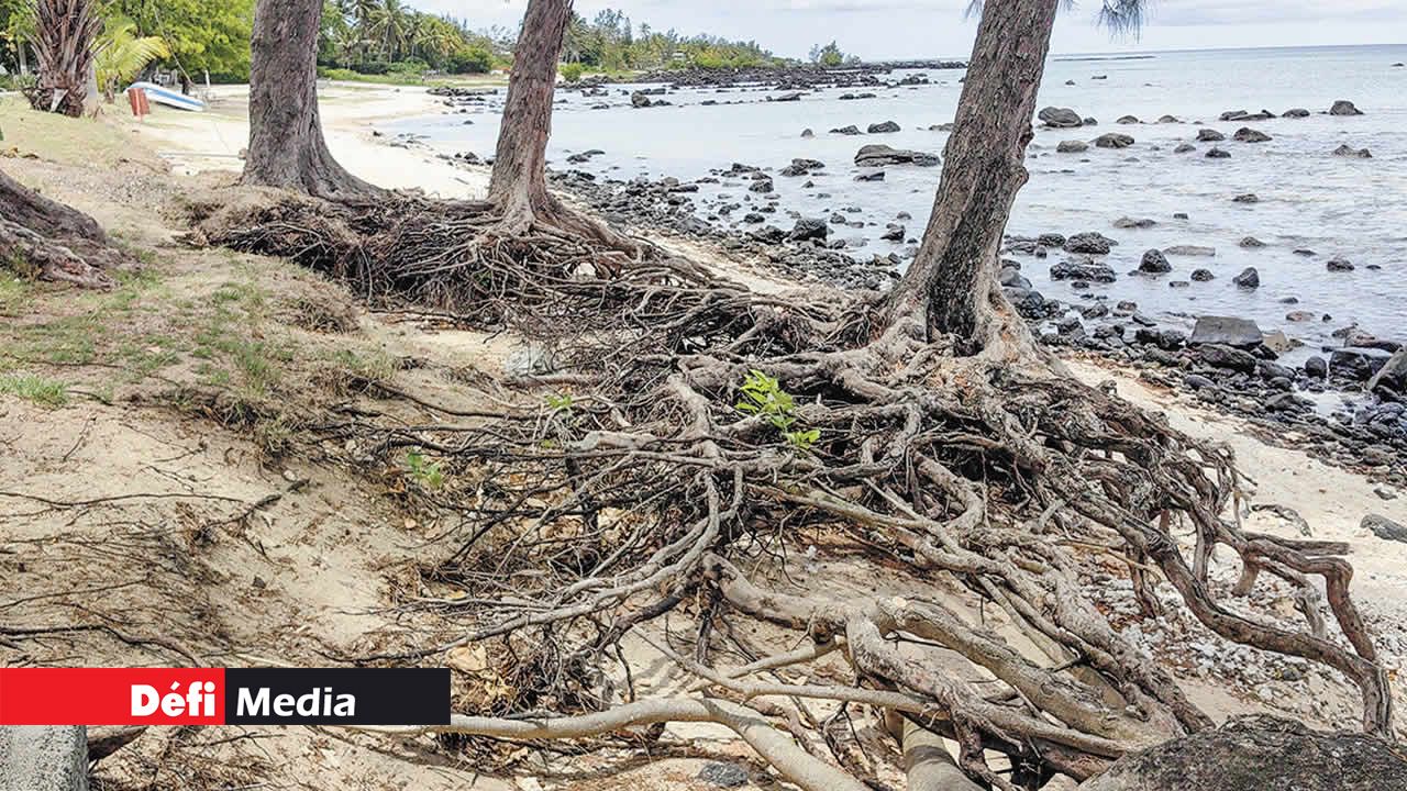 Les arbres, dénudés de leurs racines, ressemblent à des géants chancelants sur la plage de Trou-aux-Biches.