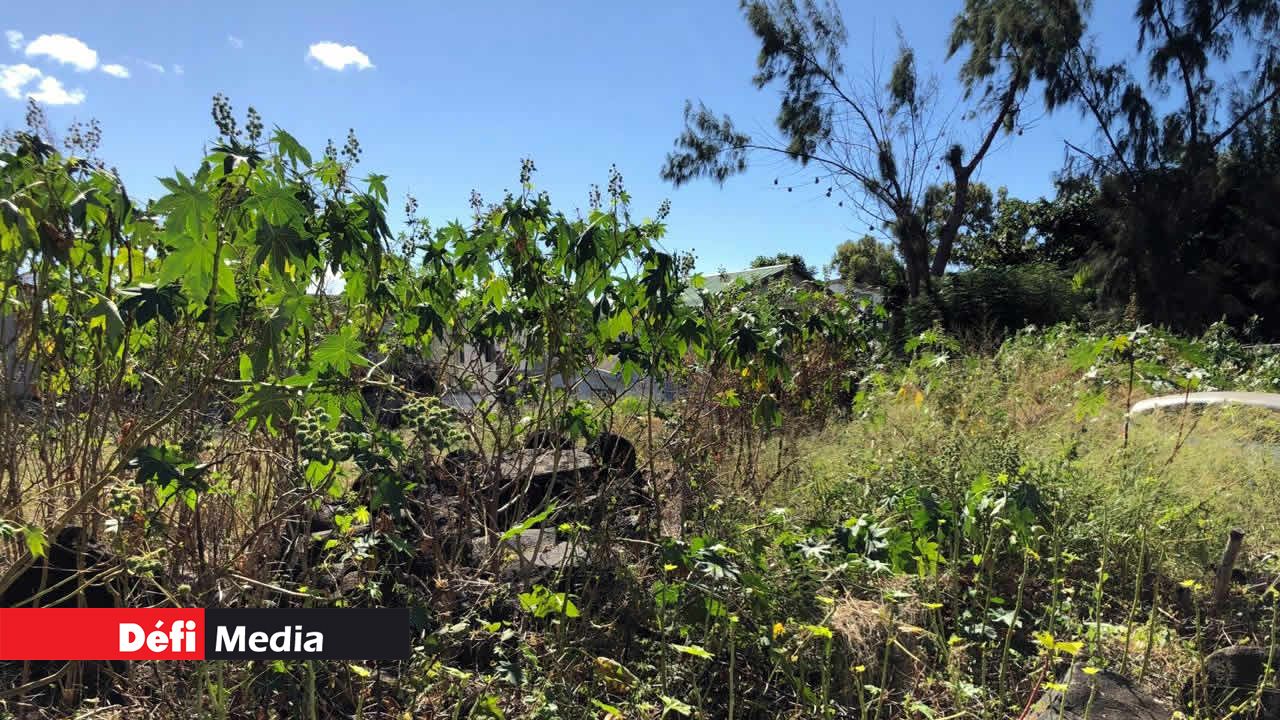 Les habitants sont exaspérés par cette situation. Terrains en friche dans l’Ouest