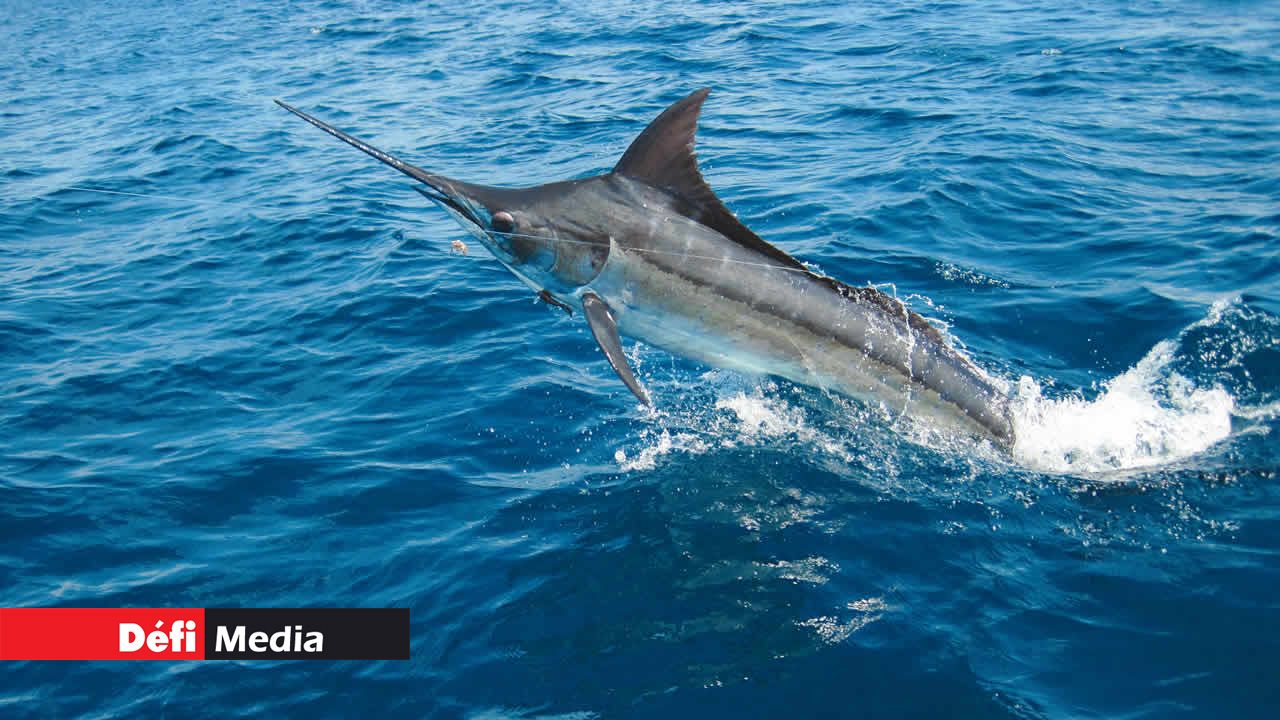 Les gros poissons trouvés dans les eaux mauriciennes