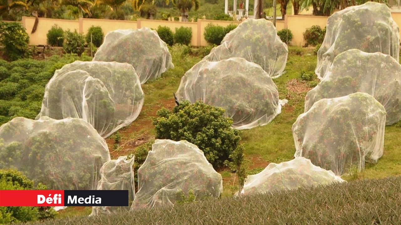 061118--filet-de-protection