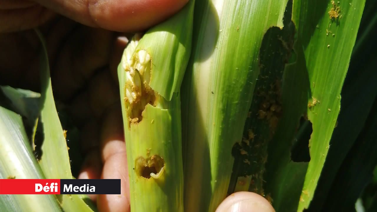 Les chenilles légionnaires qui ont ravagé la plantation de Rakesh.