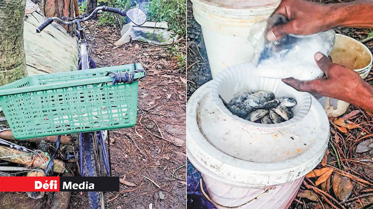 Il va vendre ses poissons et écrevisses à bicyclette.