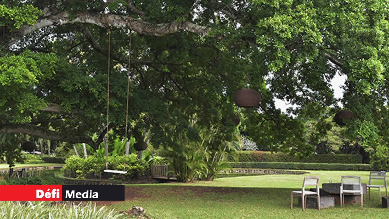 Le coin vert avec sa balançoire.