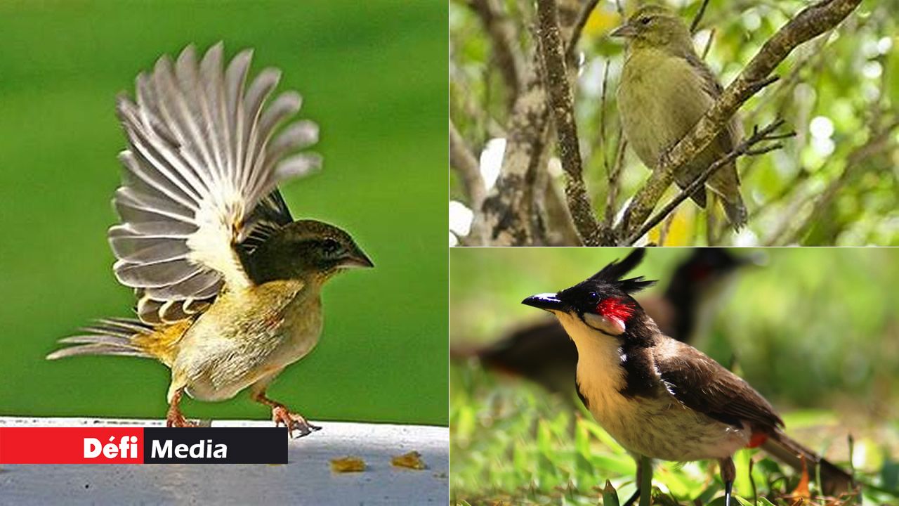 Les oiseaux de Maurice , Rodrigues et des îles environnantes 