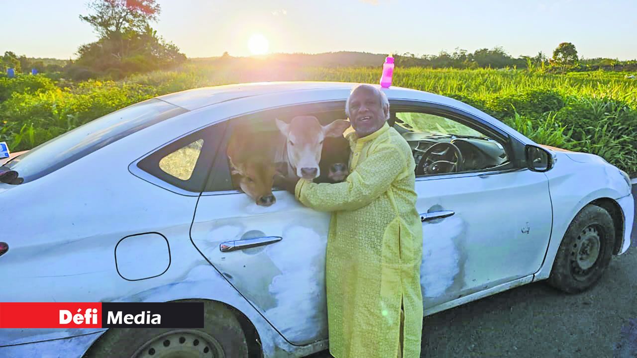 Ses sorties avec les veaux peuvent durer des heures entières. 