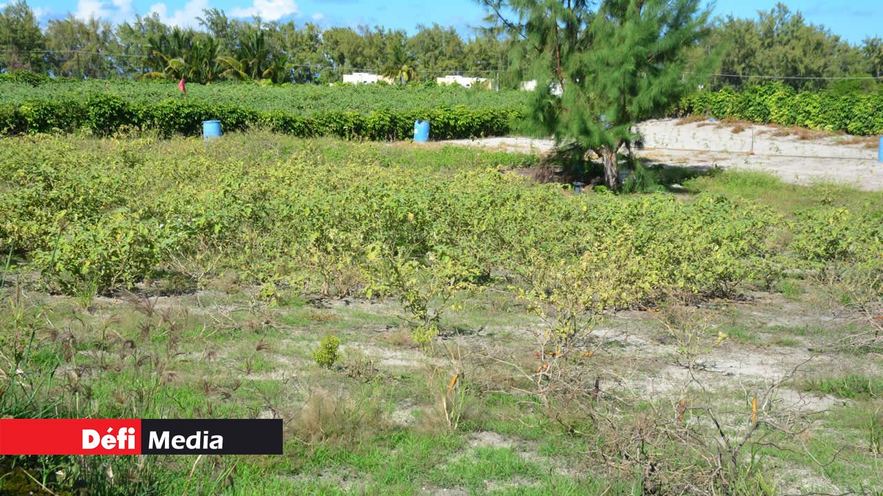 Belle-Mare Water Users’ Multipurpose Co-operative Society : la révocation du conseil d’administration réclamée