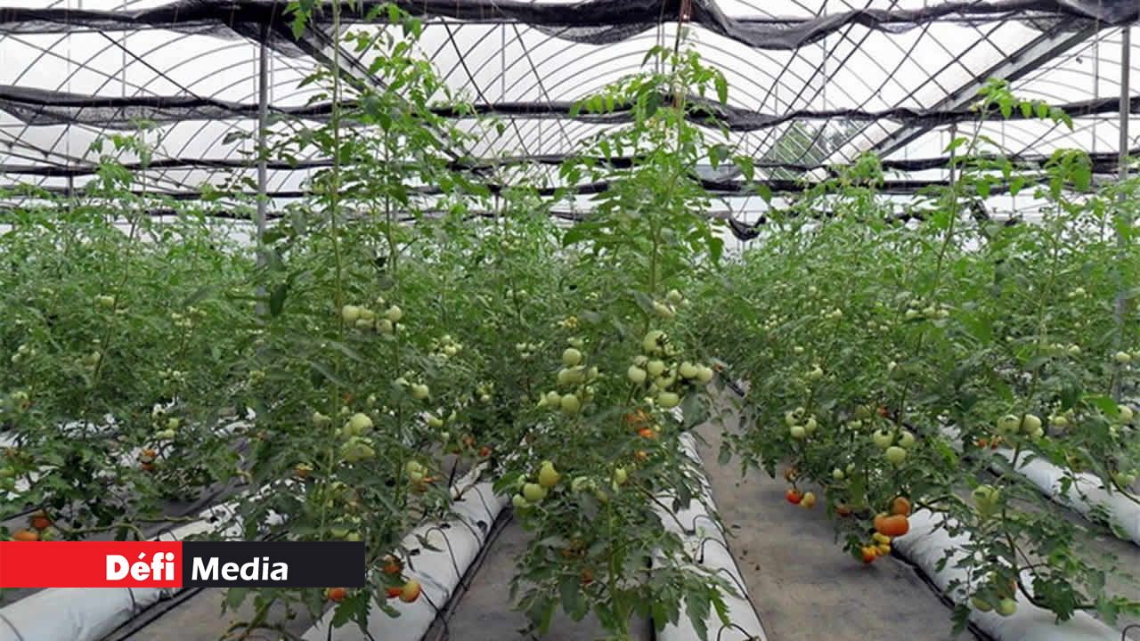 Légumes hydroponiques