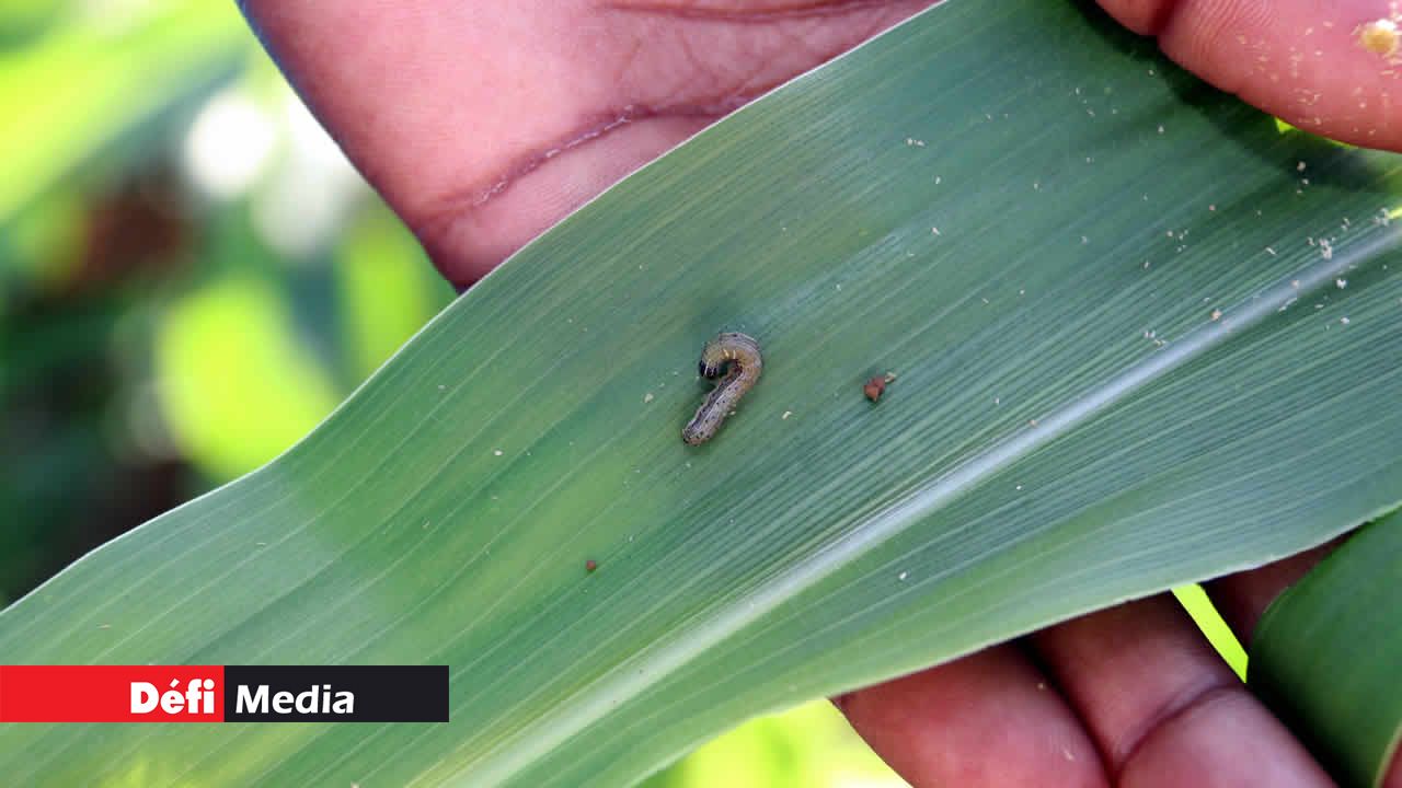 Chenille légionnaire 