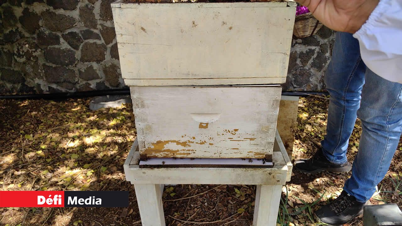 Il y a deux caissons en bois ici : le plus crucial est le caisson du bas, car c’est là que réside la reine des abeilles, et c’est aussi où elles travaillent à la production de miel.