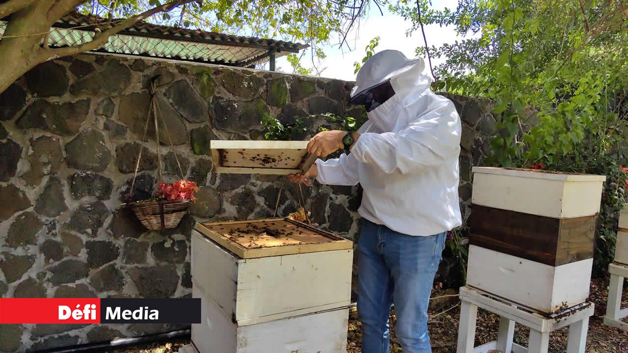 Après avoir dispersé les abeilles en utilisant de la fumée sur la ruche, l’apiculteur commence par ouvrir le premier compartiment.