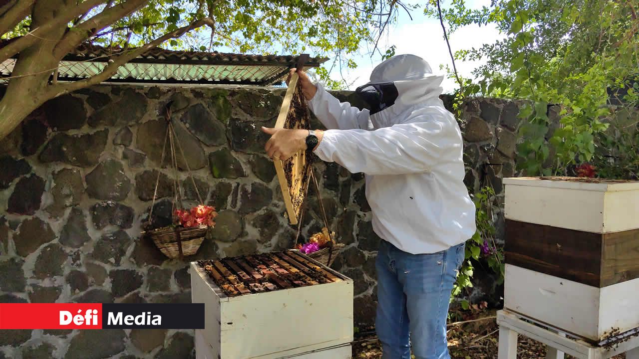 Un deuxième couvercle est retiré de la ruche afin d’avoir accès aux cadres en bois où se trouvent les abeilles.
