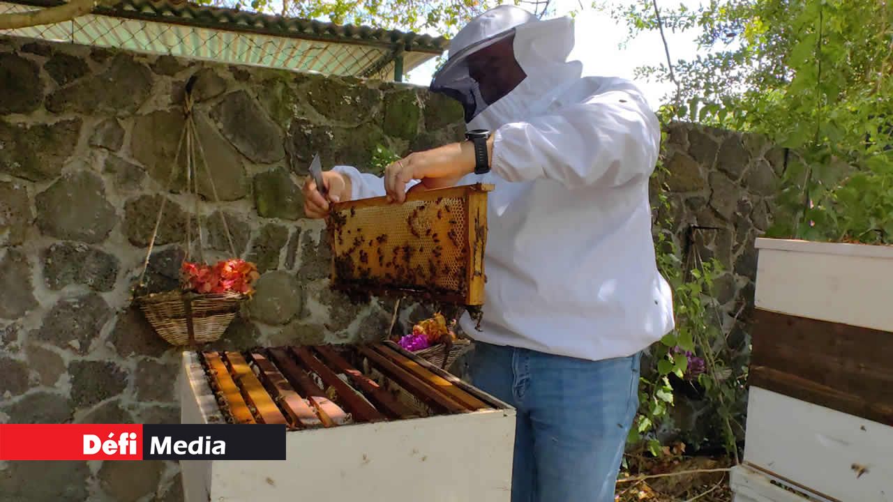 Après avoir enlevé le cadre, l’apiculteur inspecte le tout de manière rigoureuse avant de passer à la prochaine étape.