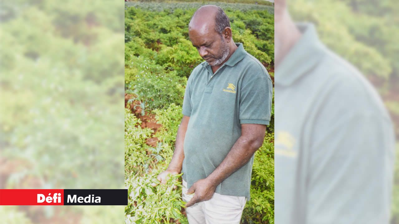 Saïd Bundhoo : producteur de piments