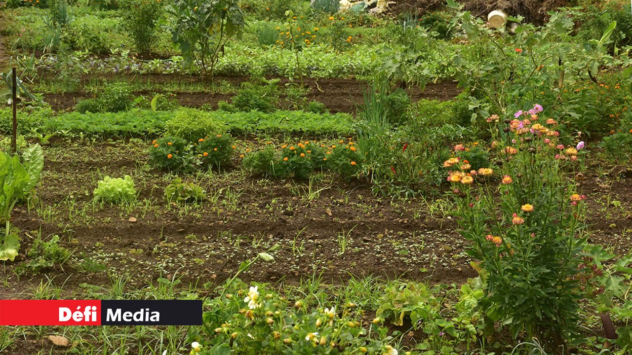 Plantations affectées