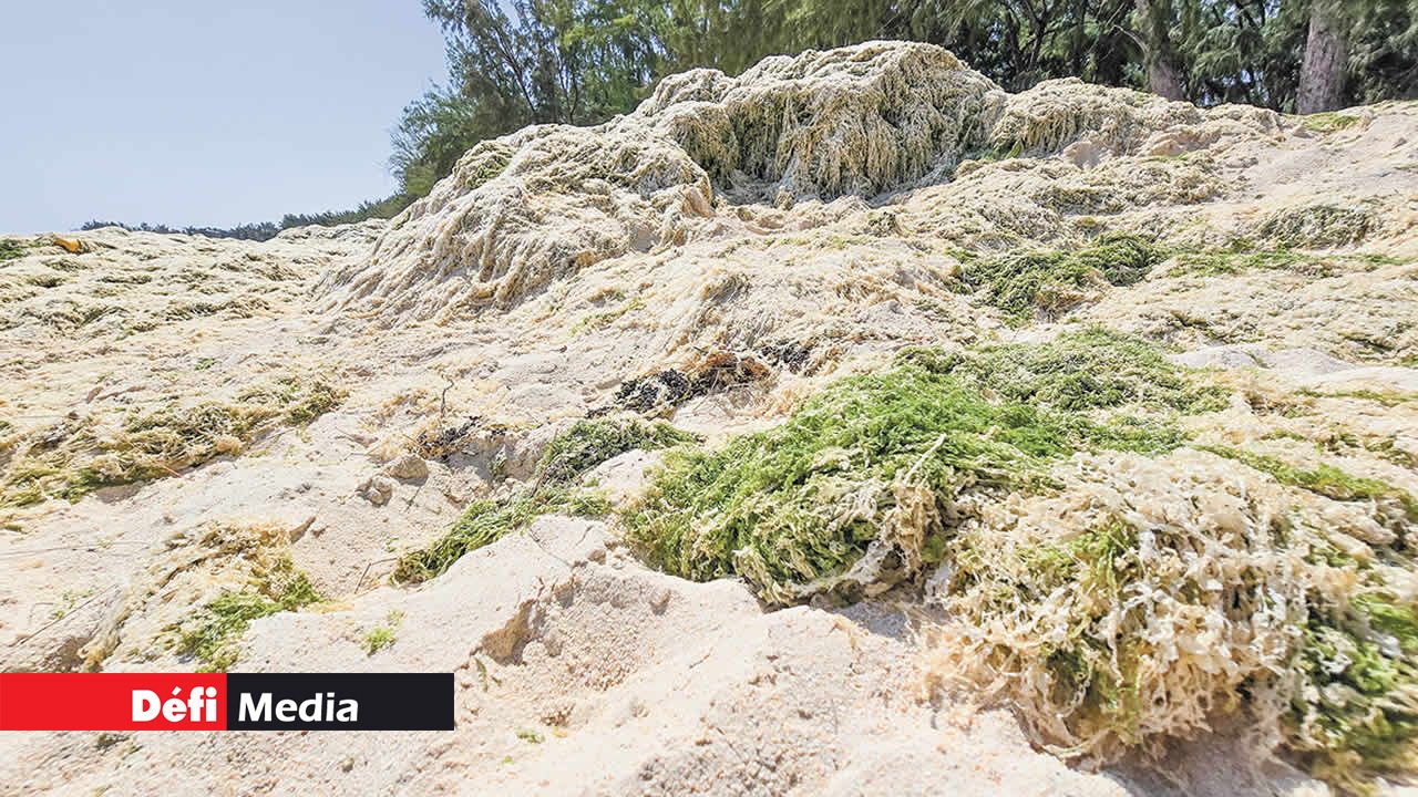Les dunes d’algues séchées qui jonchent la plage de Mont-Choisy sont une source de gêne pour les promeneurs et les baigneurs.
