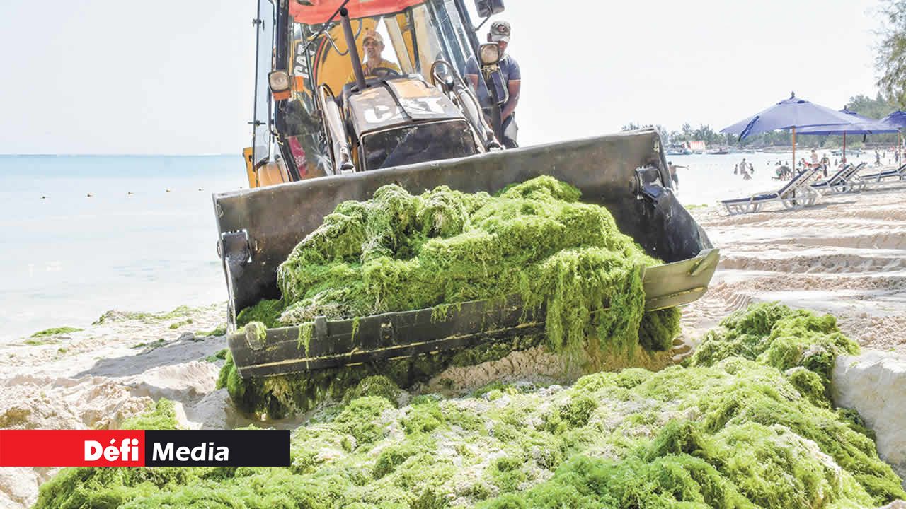 L’équipe de nettoyage de Maxi Clean creusant des fosses dans le sable pour y enfouir profondément les algues.