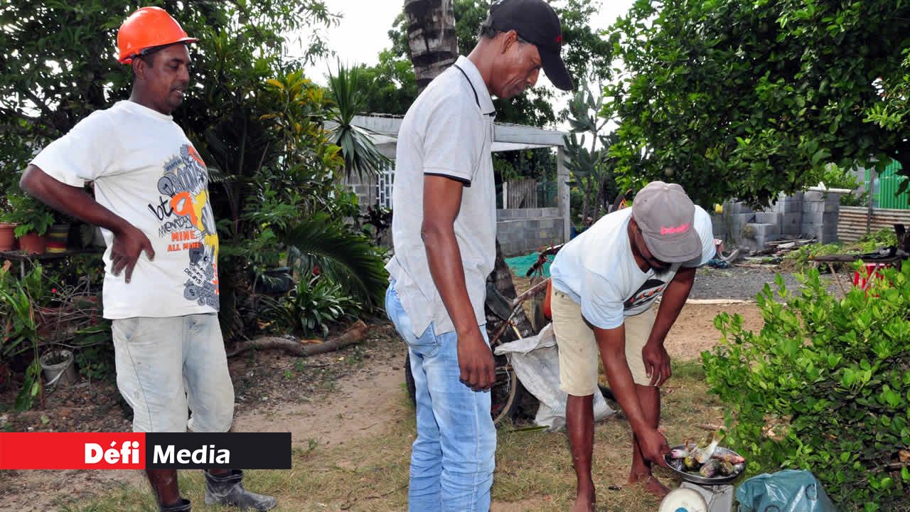 Les poissons frais trouvent toujours preneurs. pêche aux casiers