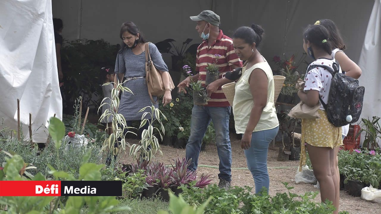 Les plantes en tout genre pour ceux qui ont la main verte.