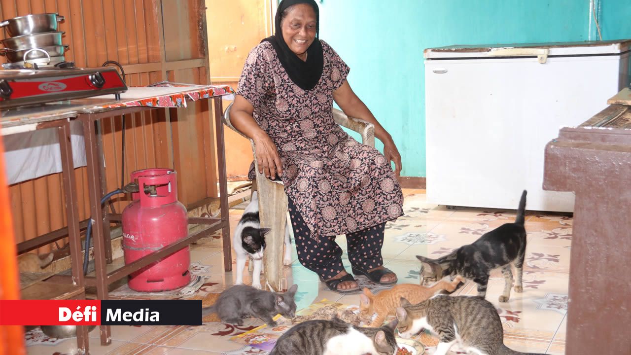 Chiens et chats coexistent sans aucun problème Chiens et chats coexistent sans aucun problème