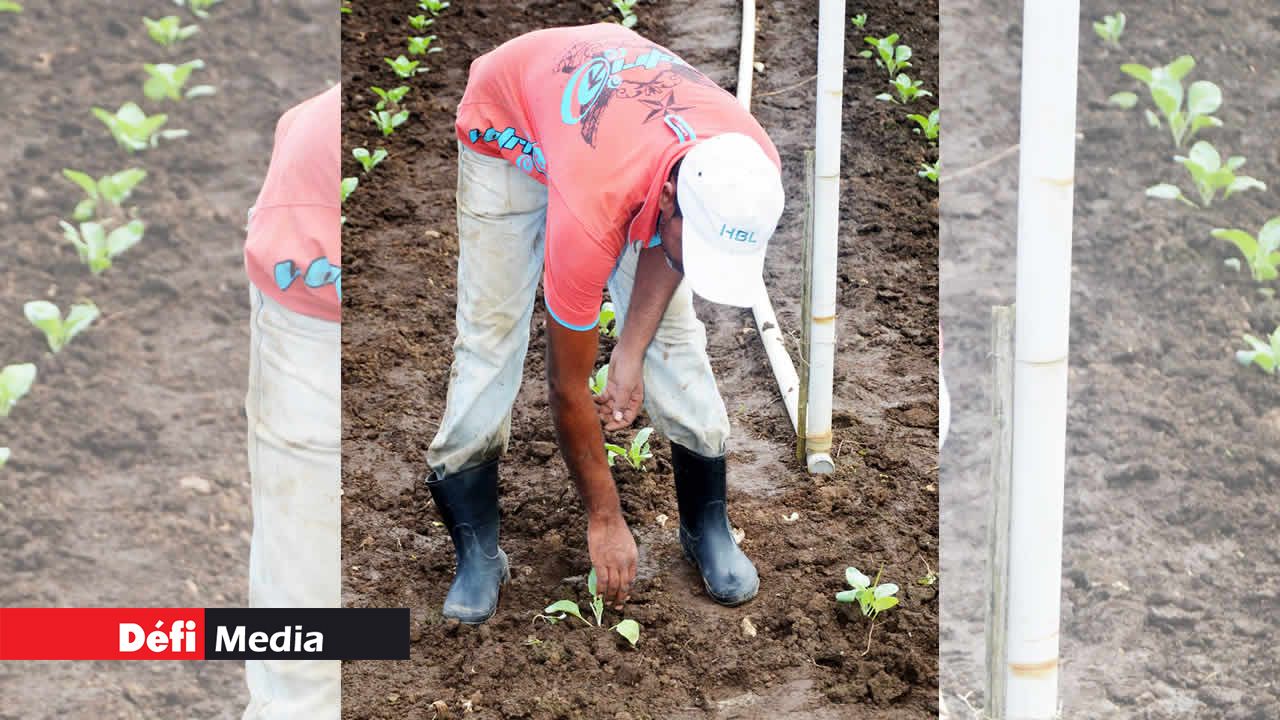 planteurs de légumes et fruits
