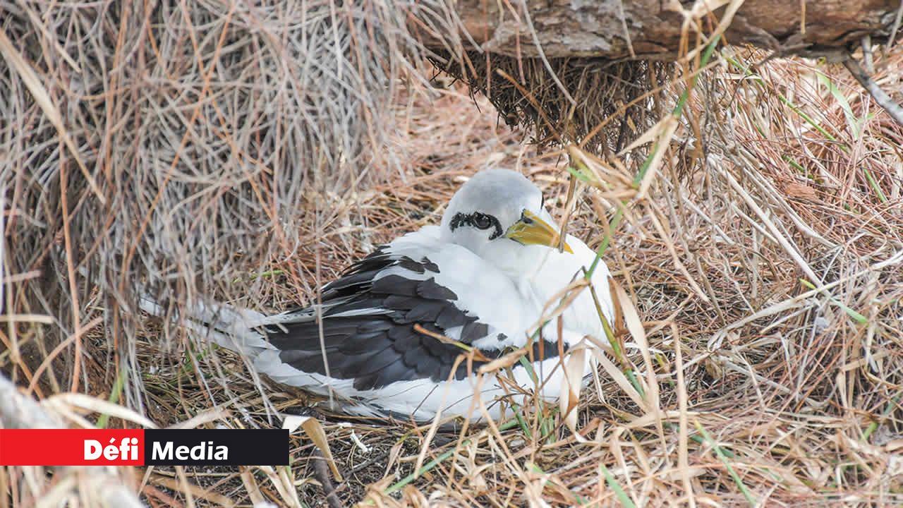 Les Pailles-en-queue pondent leurs œufs et protègent leurs petits à terre sous d’épaisses couches d’herbe sèche.