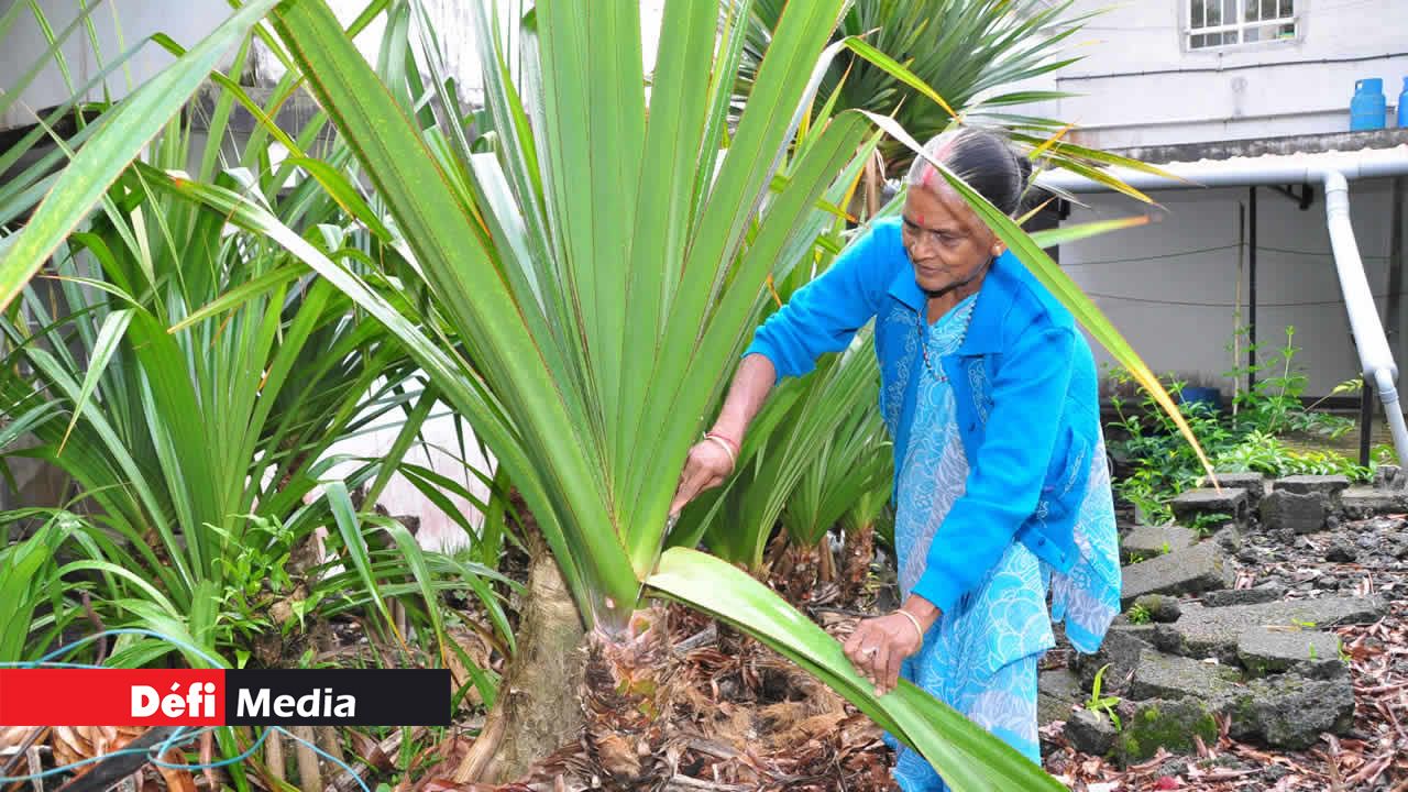 Letti et ses tentes vacoas