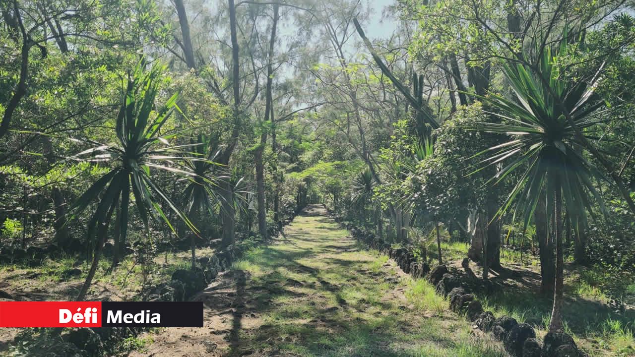 Au Parc national de l’île d’Ambre, un projet de conservation des écosystèmes naturels des zones humides et des mangroves est en cours.