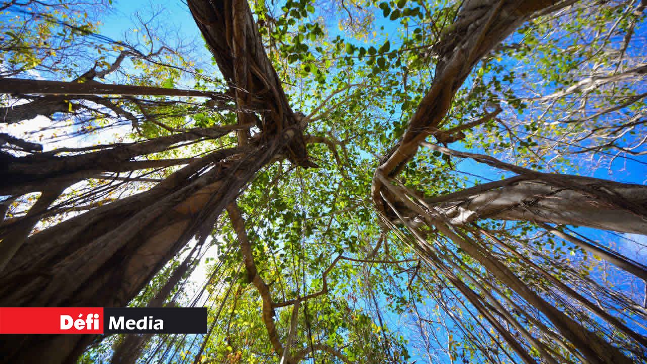 L’île a été louée pendant 177 ans avant d’être prise par le gouvernement mauricien en 1968.