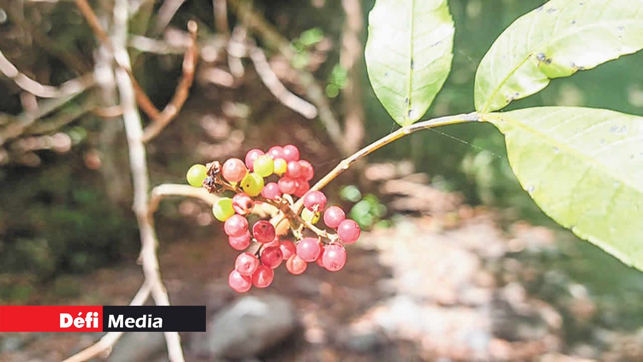Une nature préservée unique à notre île.