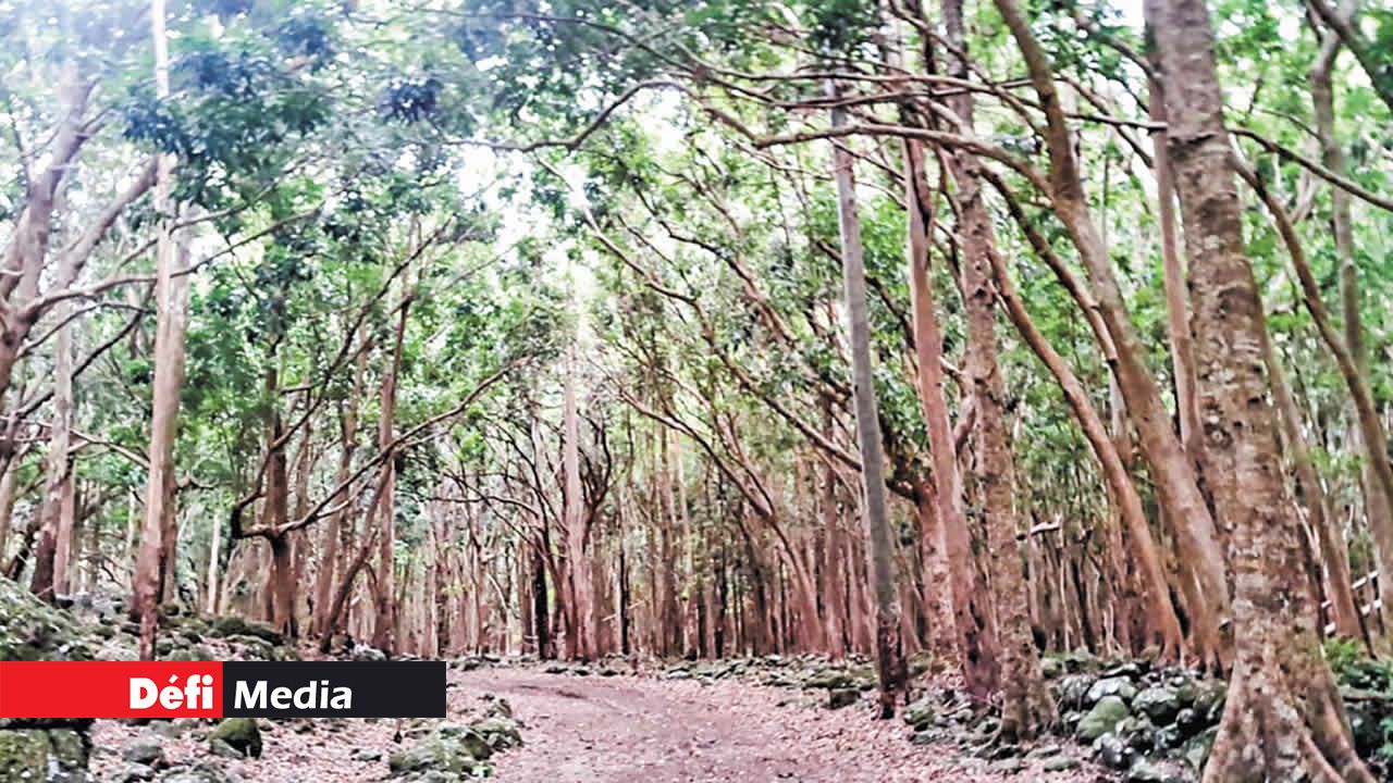 Notre randonnée au parc national de Rivière-Noire.