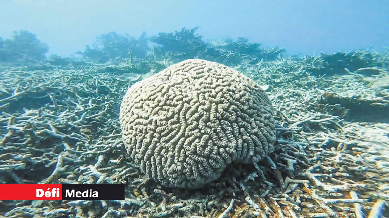 « Coral Guardians- Who we are » est le site web créé par Yuri Nundlall.