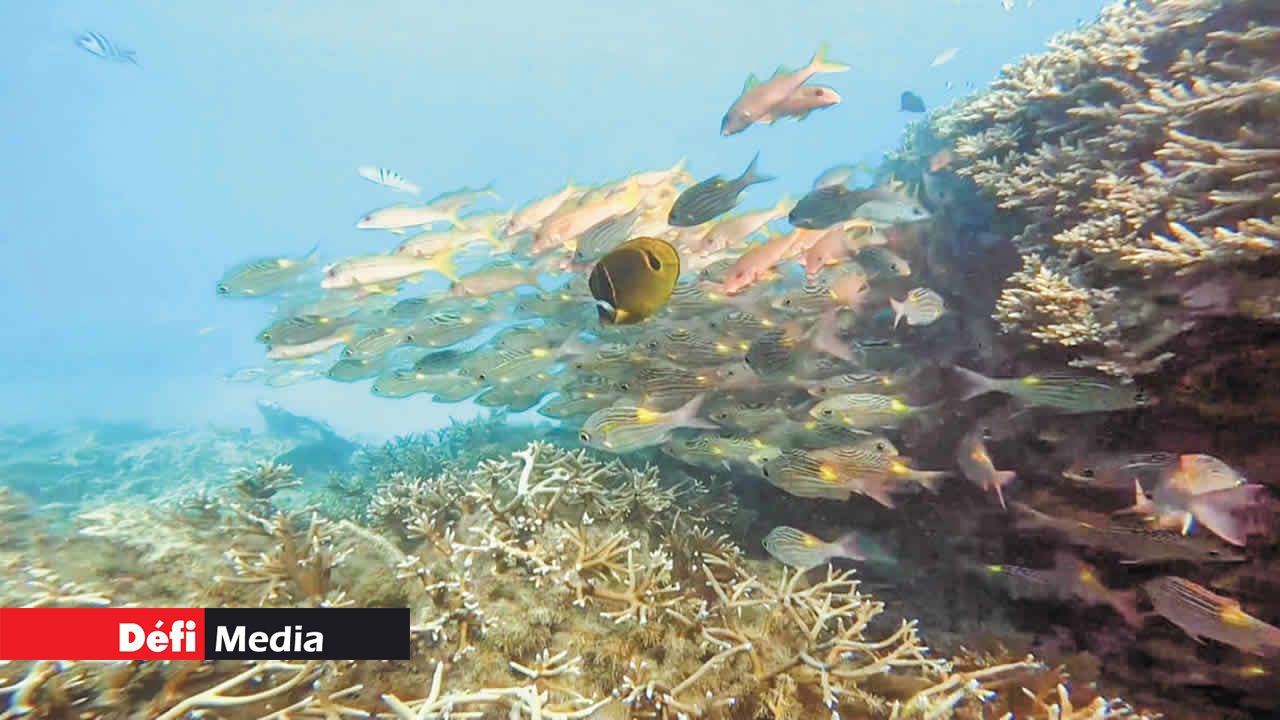 Les coraux et poissons qu’a vus Yuri Nundlall dans le lagon à Trou-aux-Biches.