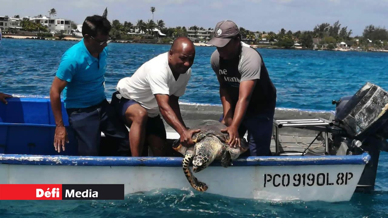 Touga 2 libérée dans les eaux de Trou-aux-Biches Aquarium de Maurice