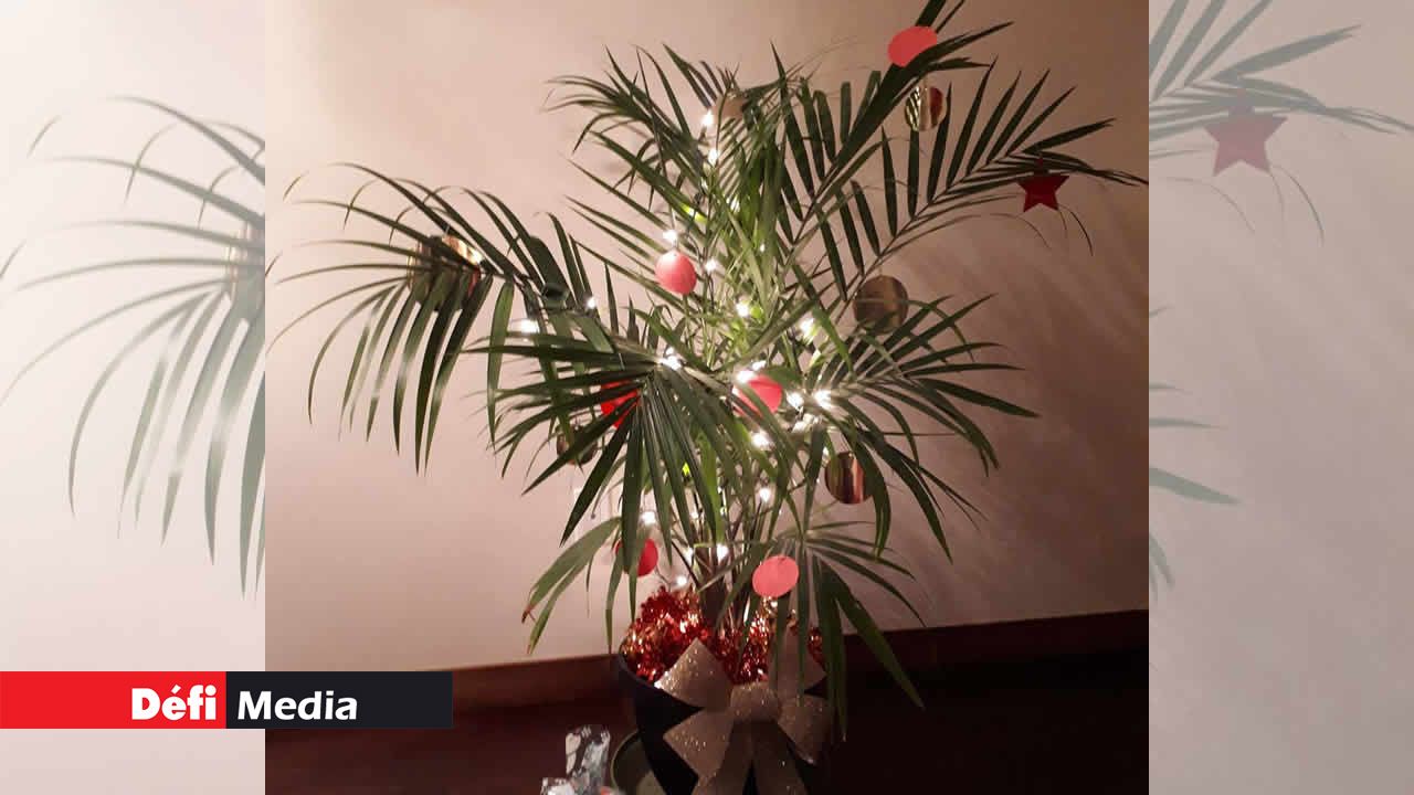 Aurélie Madeleine a orné un palmier de pensées et de photos de ses proches. Noël